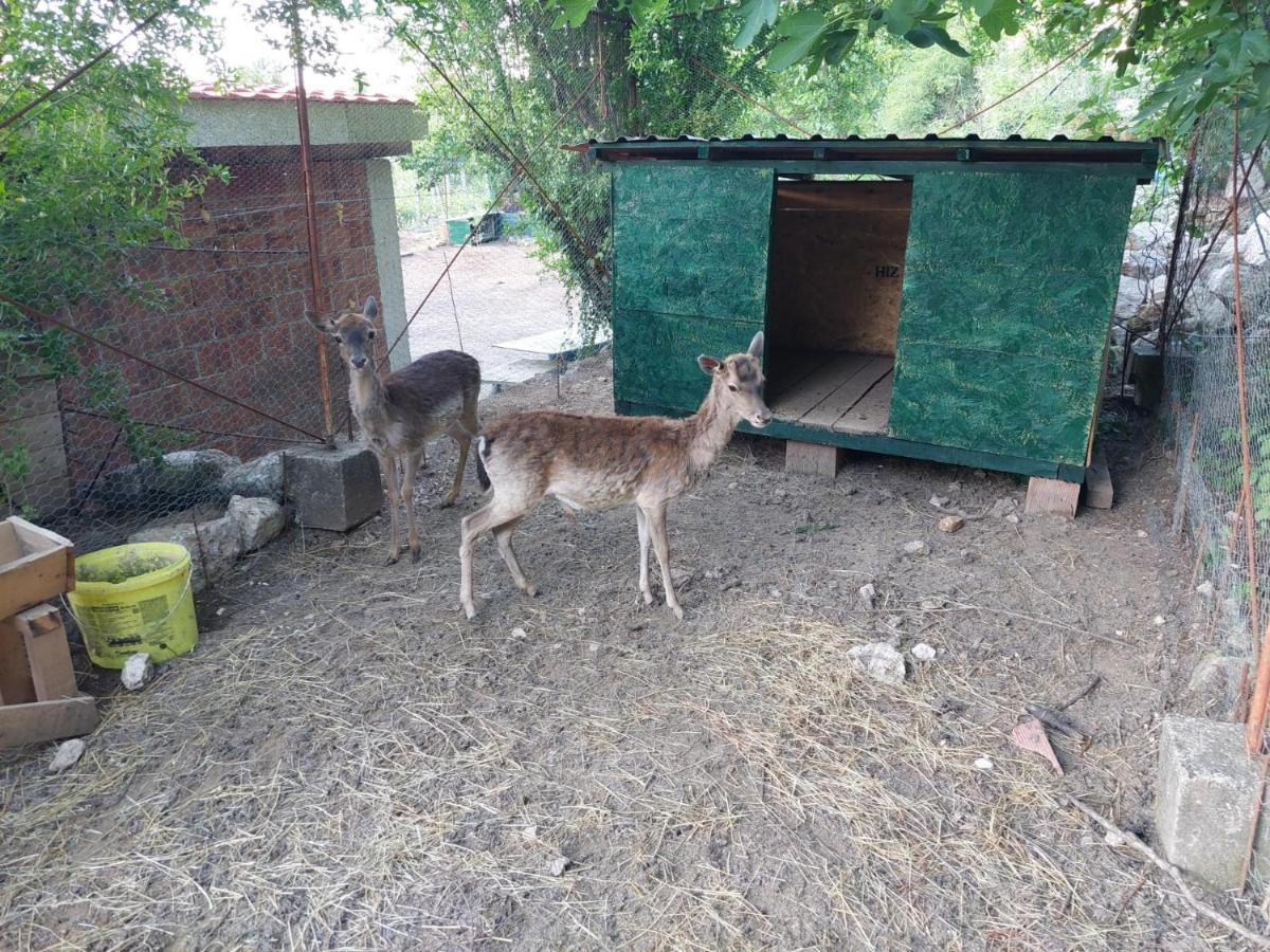 Gavros Apartmani ヴィルパザル エクステリア 写真